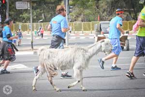 jerusalem marathon run runner goat photographed by Yonit Schiller © 2015 יונית שילר